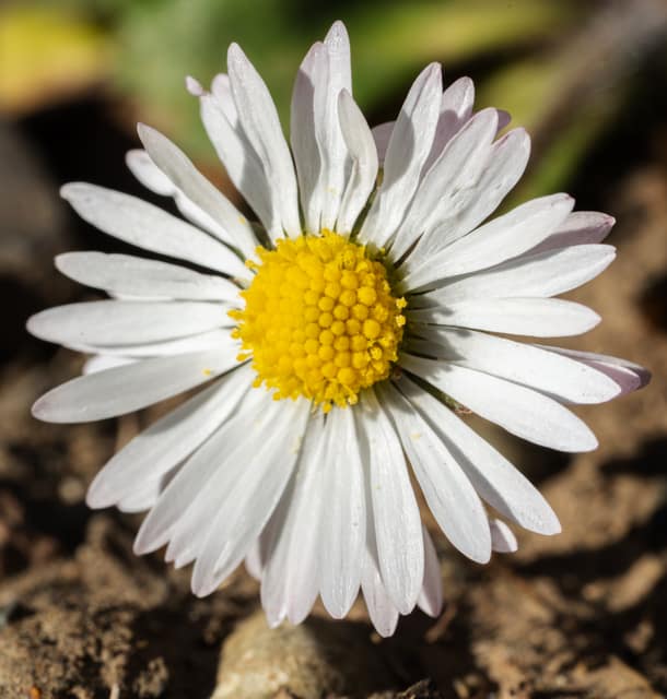 Daisy hosting a small insect, macro