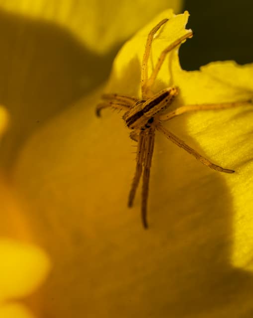 Crab spider hunting on yellow petals