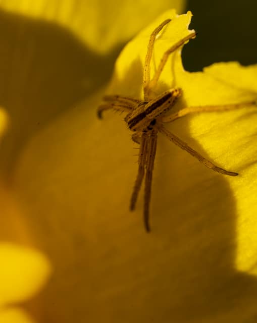 Pale crab spider tucked in a yellow flower