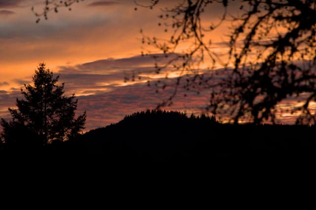 A fiery sunset behind silhouetted firs and oak branches