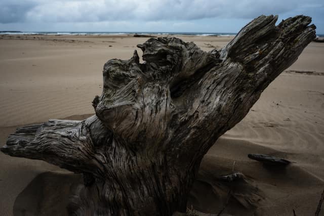 Driftwood stump half-buried in sand