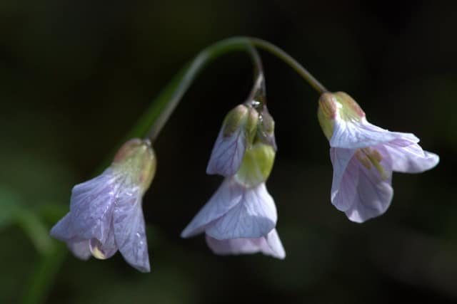 Pale bell-shaped wildflowers nodding against a dark background