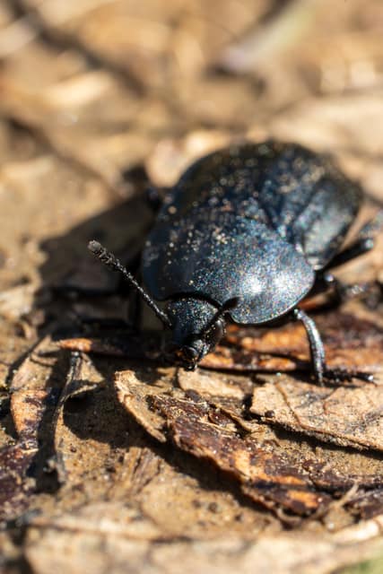 Dark ground beetle in close-up