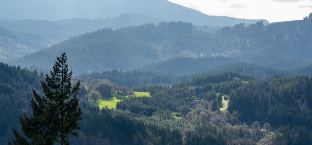 Forest valley rolling into haze