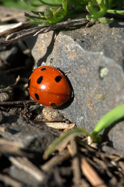 A ladybug on a sunlit rock