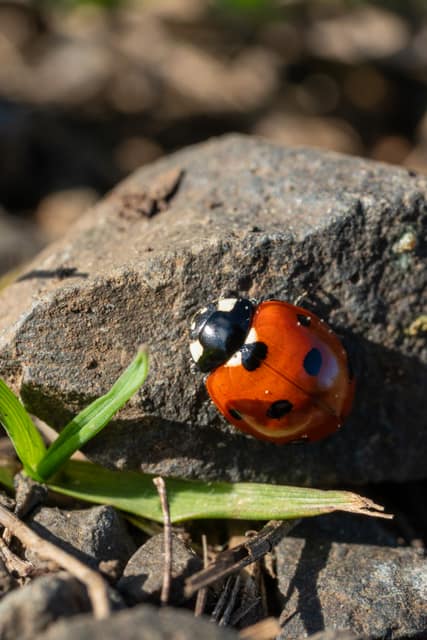 Ladybug on lichen-spotted rock