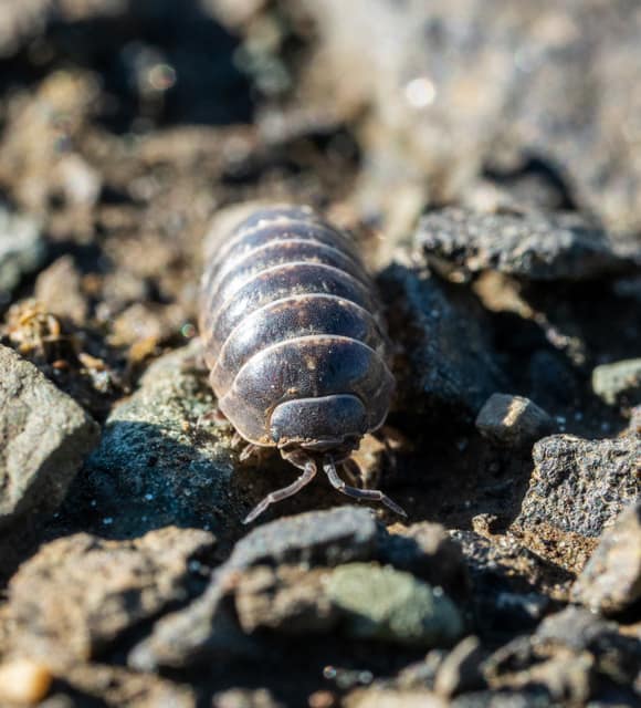 Pillbug crossing rough stone, macro