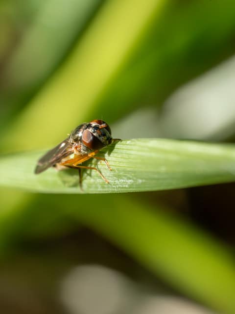 Fly perched on a blade of grass