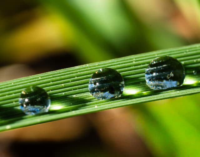 Dew drops beaded along a grass blade
