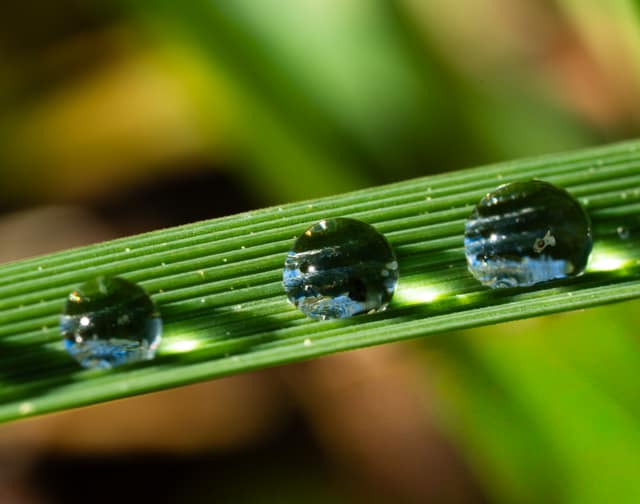 Water drops magnifying a green blade