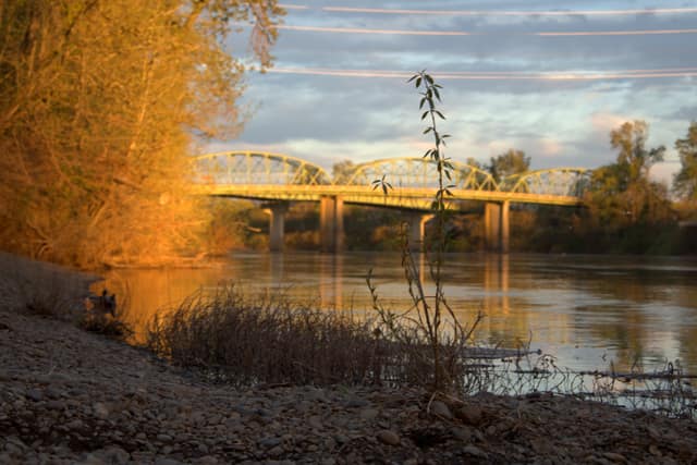 Willows glowing at golden hour beside the Willamette River and an arched bridge