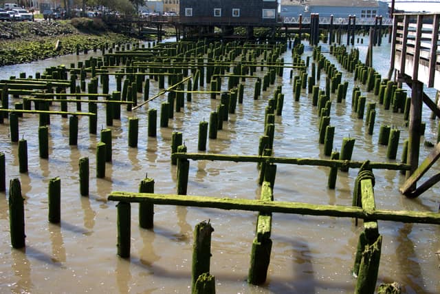 Rows of mossy old pier pilings standing in the Columbia River at Astoria