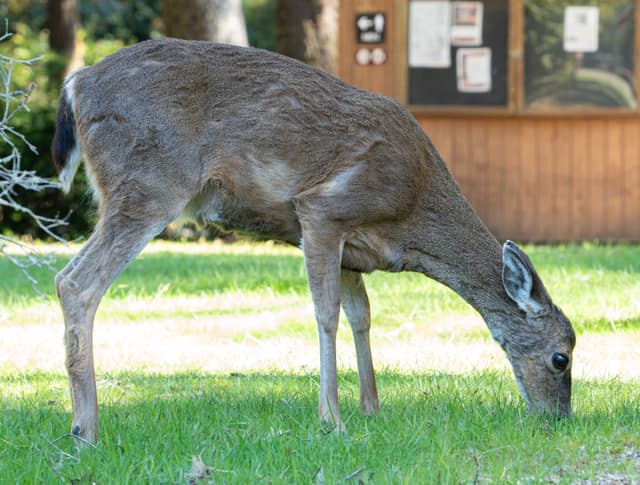 Deer grazing on a green lawn