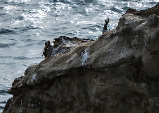Seabirds perched on surf-splashed rock