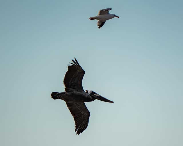 Two pelicans gliding in formation