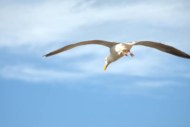 A gull gliding overhead against a soft blue sky