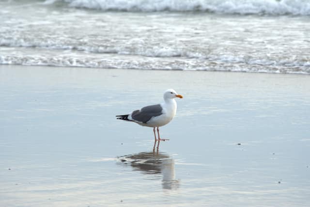 A gull standing in shallow surf above its reflection