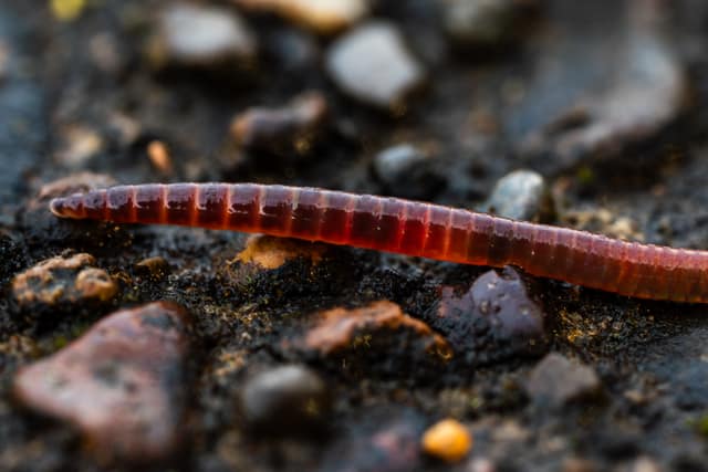 Pink earthworm stretched across gravel