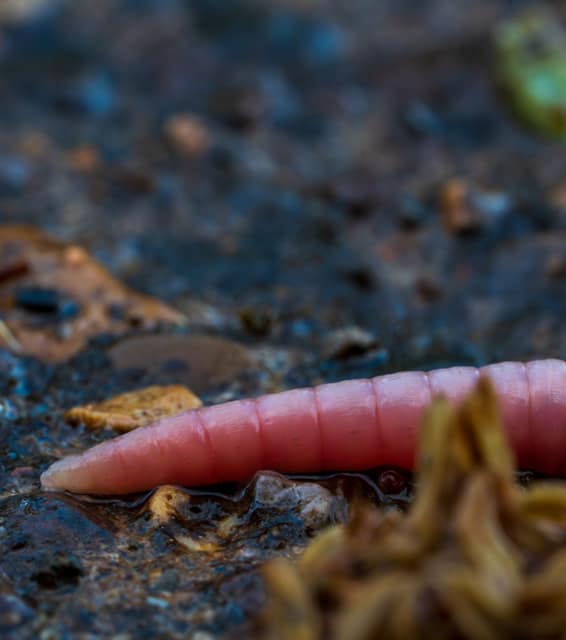 Earthworm winding through pebbles