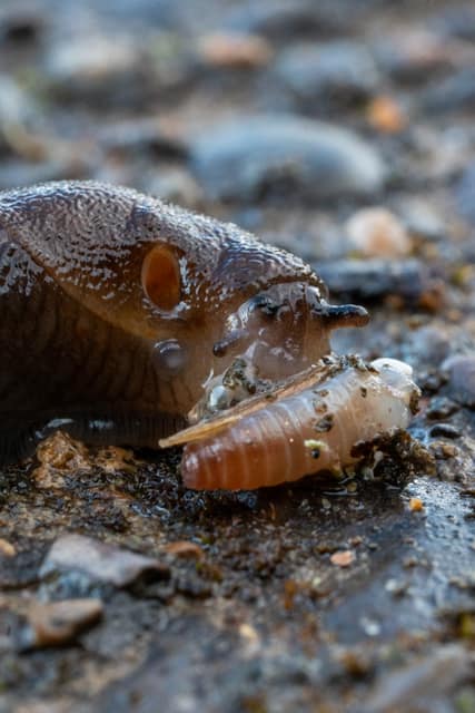 Slug face in extreme close-up