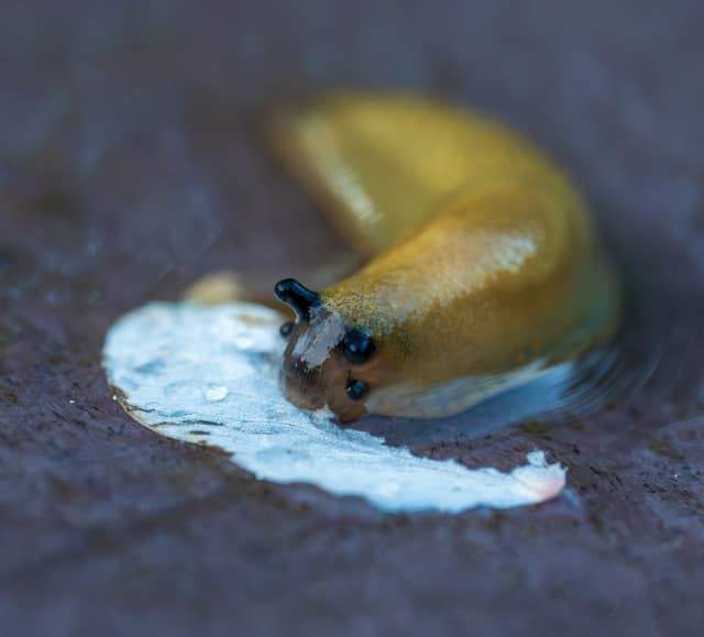 Banana slug beside a splash of white