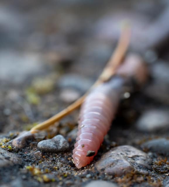 Earthworm crossing wet gravel, macro