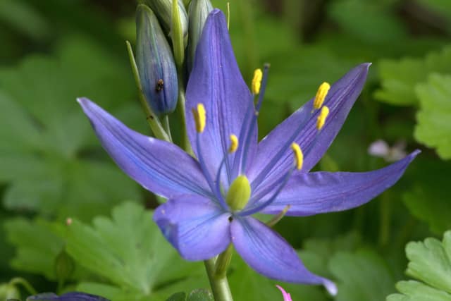 A purple camas flower with yellow anthers among green leaves