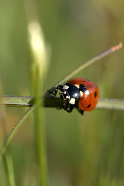 A ladybug climbing a grass stem