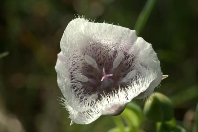 A white fringed mariposa lily, close up