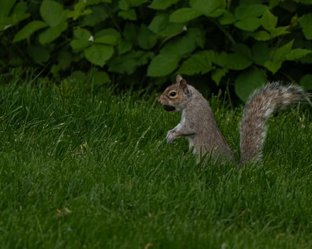 Squirrel pausing in green grass