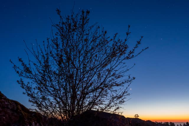 Tree silhouette at blue hour with a bright planet
