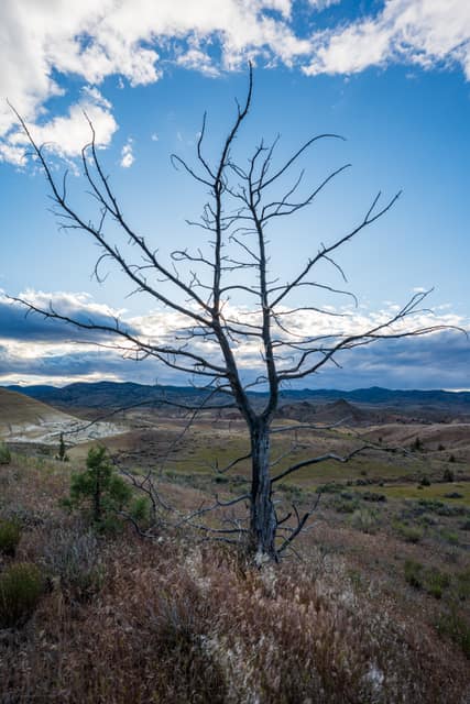 Bare tree overlooking a wide valley