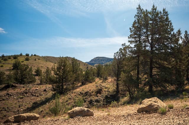 Ridgeline pines in afternoon light