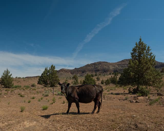Lone cow in dry rangeland