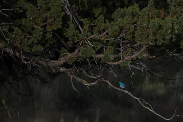 Pine branch hanging over dark water