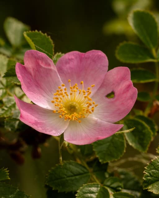 Wild pink rose in bloom