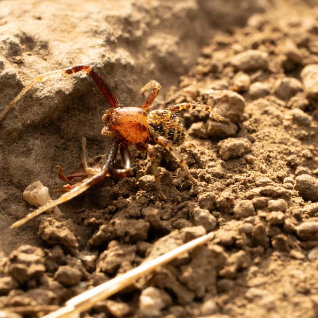Orange insect crossing dry soil