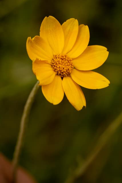 Yellow wildflower against soft green