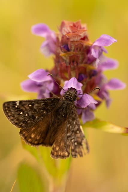 Butterfly feeding on a purple wildflower