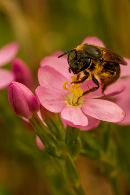 Honeybee gathering pollen on pink blossoms