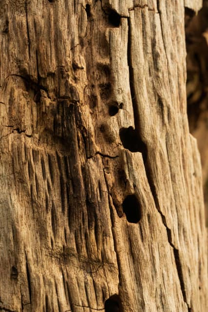 Weathered wooden post riddled with holes