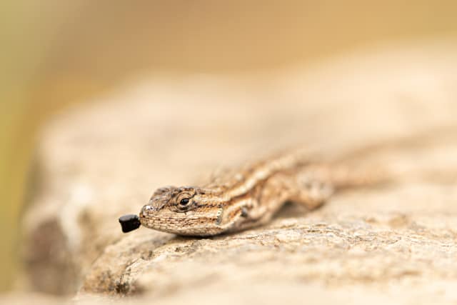 Lizard resting on sunlit rock