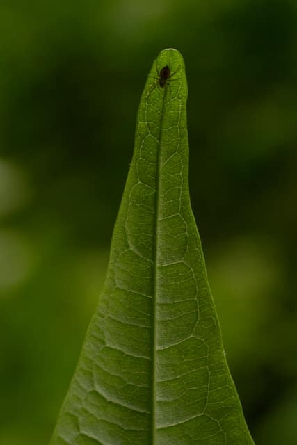 Close-up of a green leaf's veins