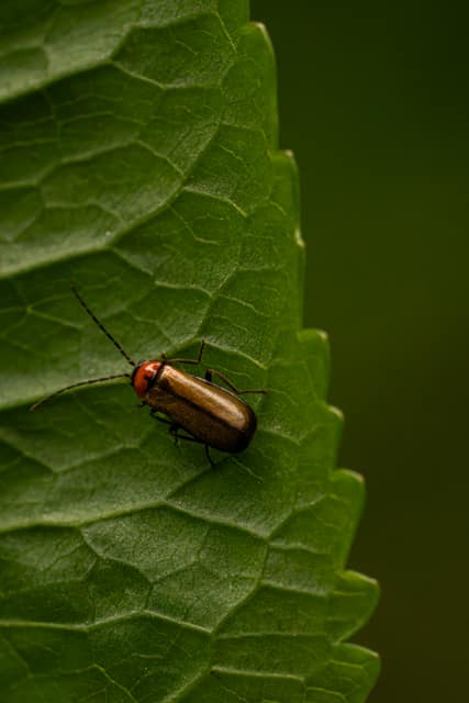 Small russet beetle on a green leaf