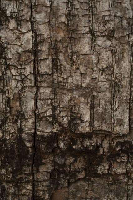 Macro of deeply furrowed tree bark