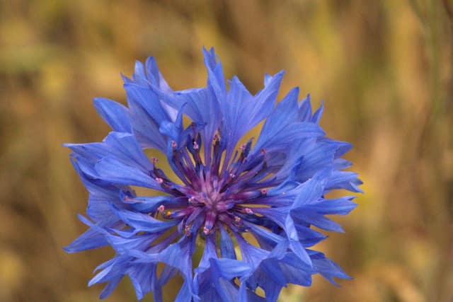 A blue cornflower against dry summer grass