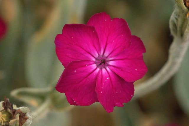 A magenta rose campion flower, close up