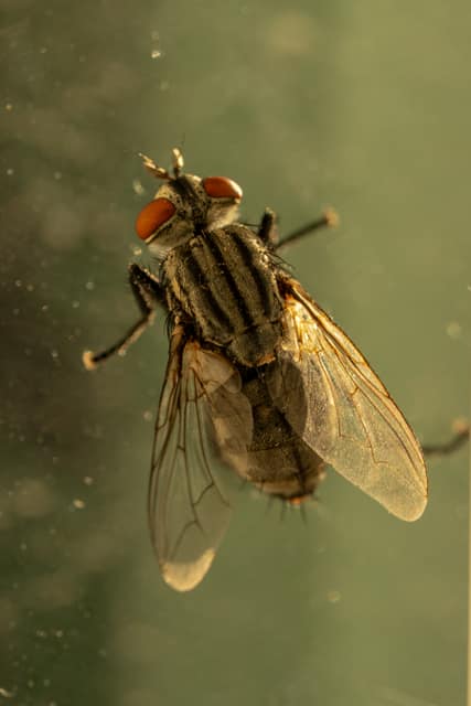 Extreme macro of a striped fly, wings translucent in the light