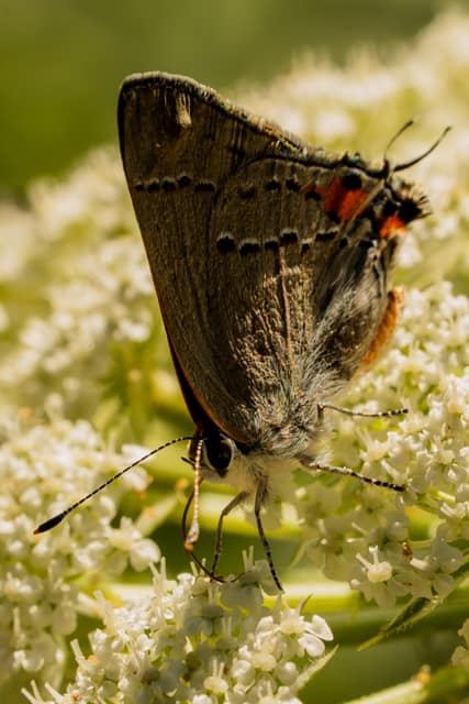 Gray hairstreak butterfly perched on a cluster of tiny white flowers, striped antennae and orange-and-black wing markings in crisp focus