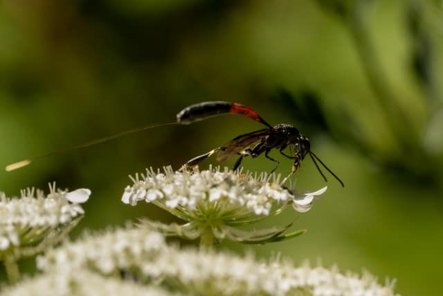 Slender black ichneumon wasp with a red-tipped abdomen perched on a white Queen Anne's lace bloom, green bokeh behind
